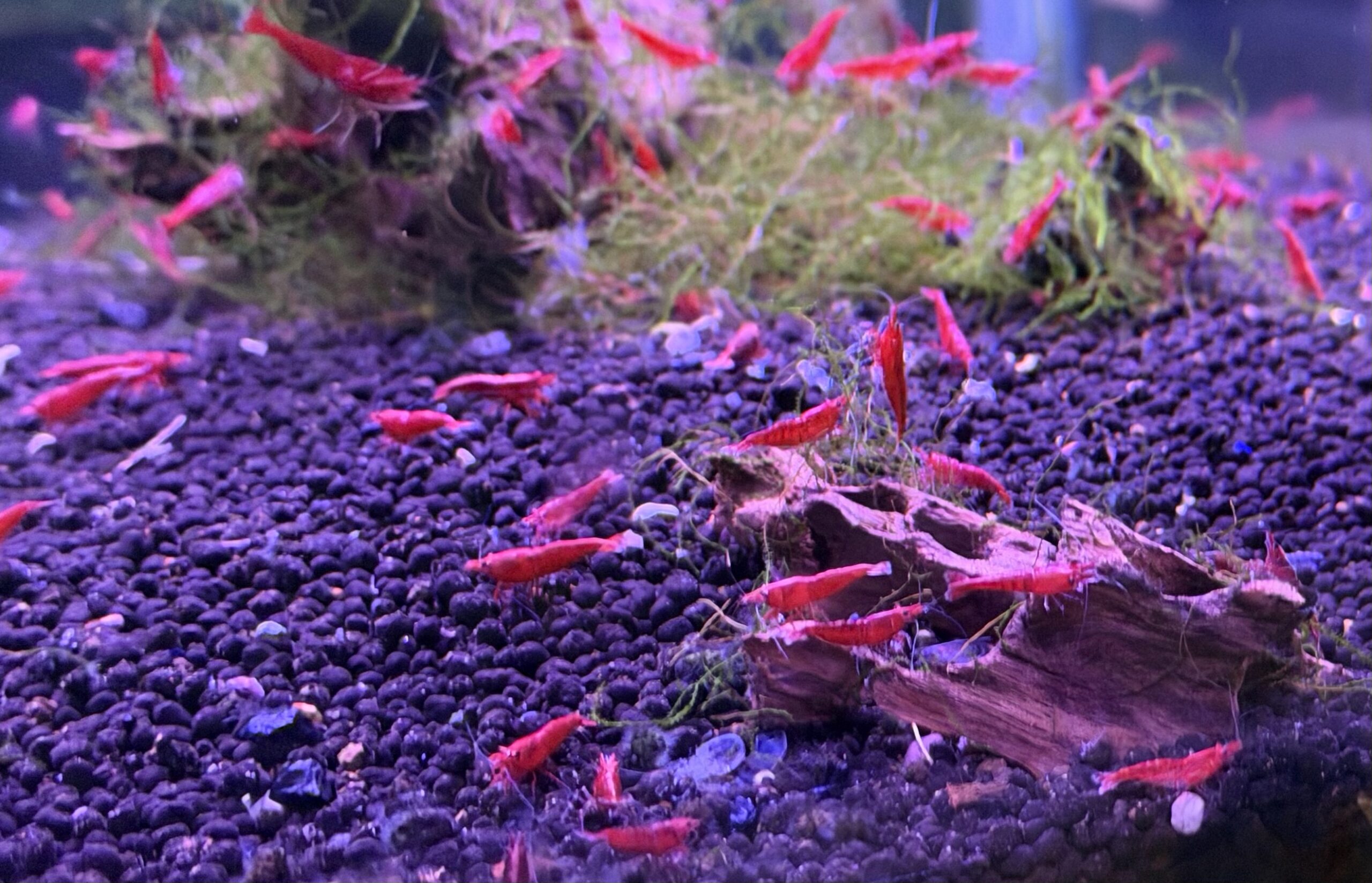 流木と水草、黒い底床の上にいるファイヤーレッドチェリーシュリンプ